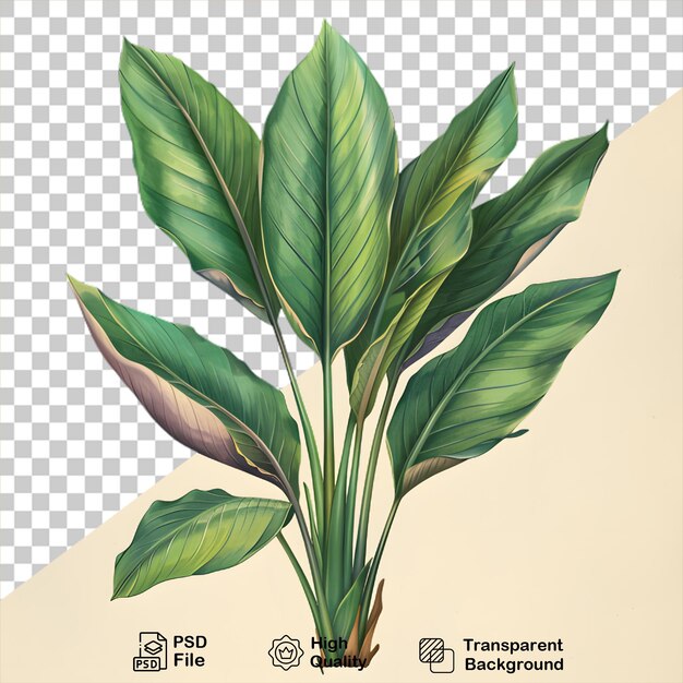 PSD a drawing of a plant on transparent background