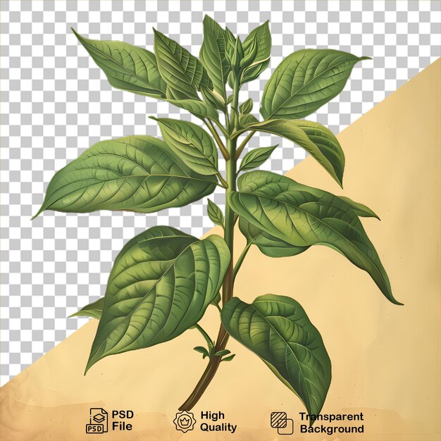 A drawing of a plant on transparent background