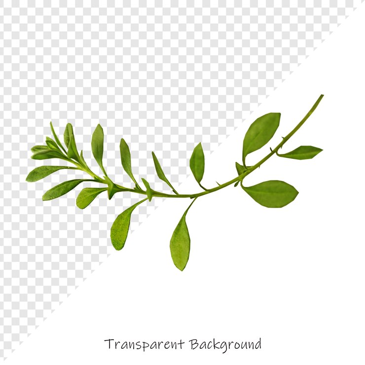 PSD a drawing of a plant with the words transparus on it