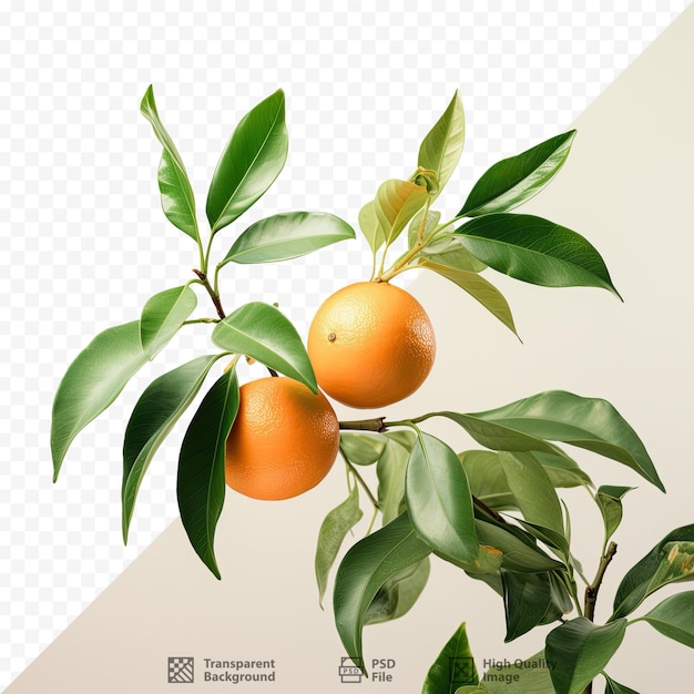 A drawing of a tree with oranges and leaves.