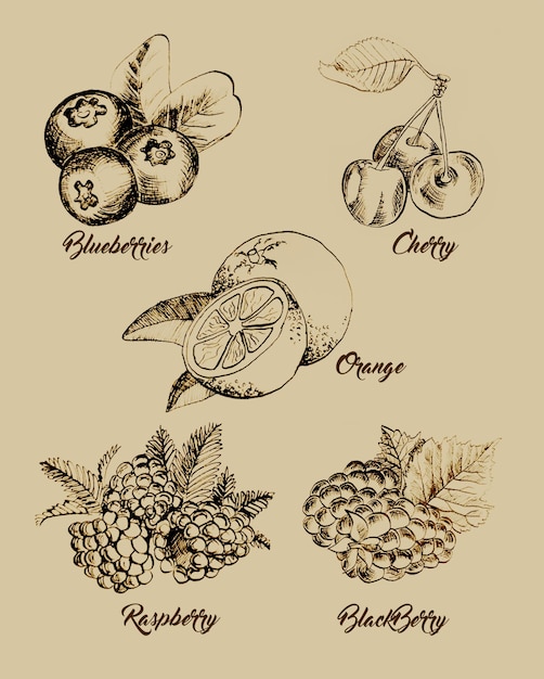 PSD drawn fruit and berries set