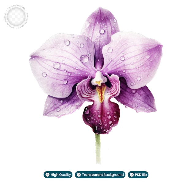 PSD l'aura sognante e il fascino enigmatico del fiore dell'orchidea in questo acquerello