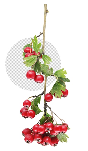 PSD drewniana gałąź z czerwonymi owocami na białym tle