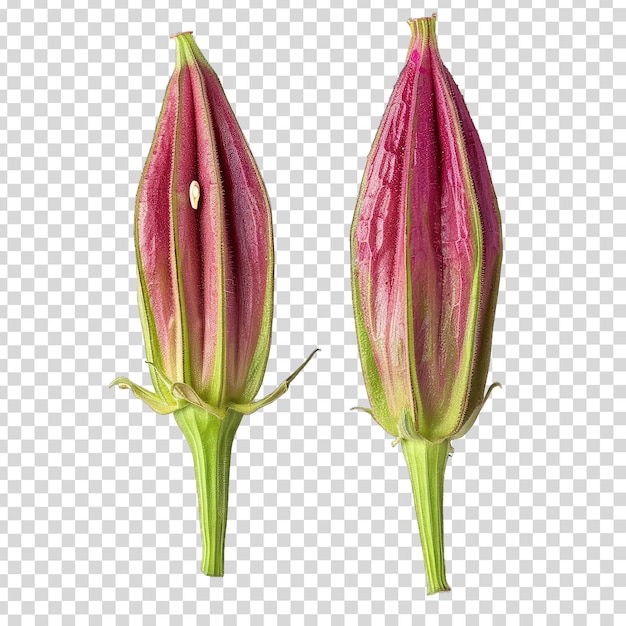 PSD drie bloemen van de knop met een witte achtergrond