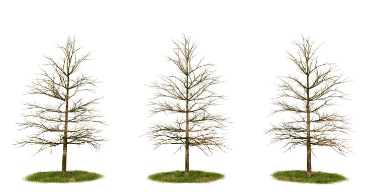 PSD drie kale bomen met bruine takken en groene basissen geïsoleerd op een zwarte achtergrond