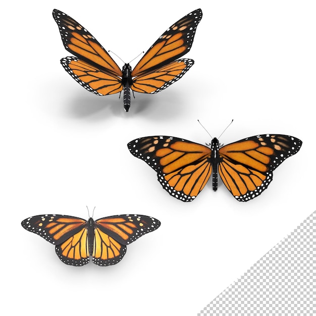 Drie monarchvlinders in vlucht