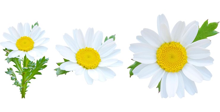 PSD drie prachtige witte madeliefjes met gele middels