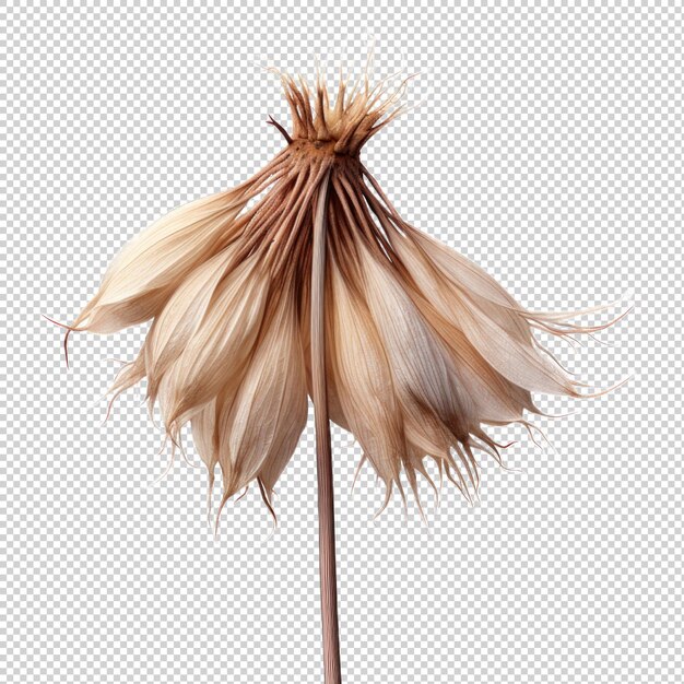 PSD dried allium dried flower isolated on transparent background