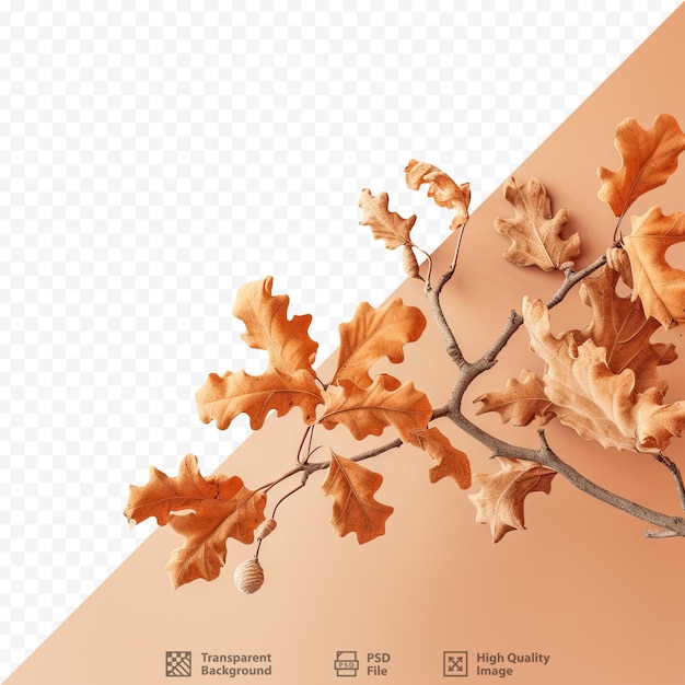 Dried autumn leaves on oak tree branch