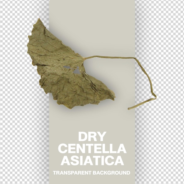 Dried centella asiatica leaf top view transparent background