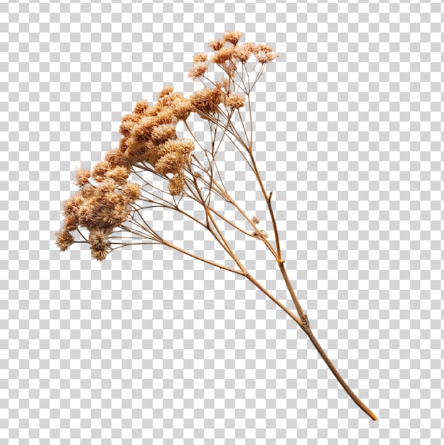 PSD dried flower branchon isolated on transparent background