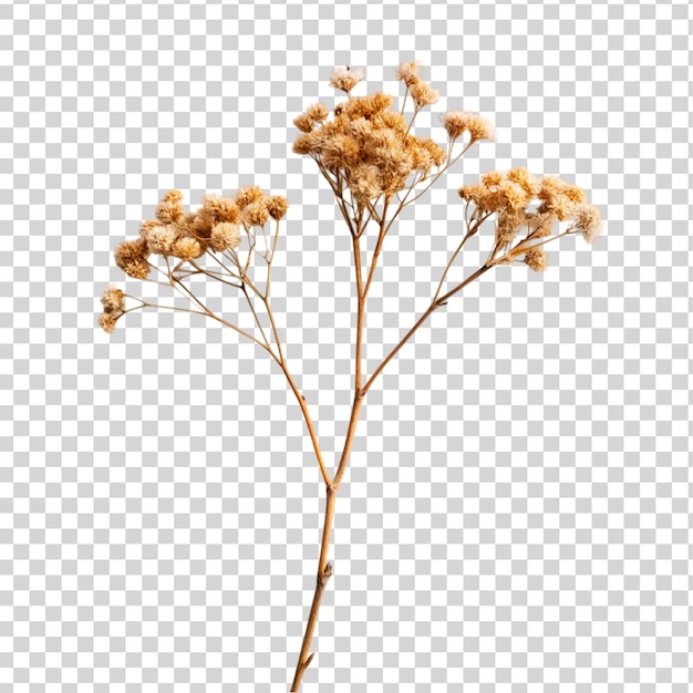 PSD dried flower branchon isolated on transparent background