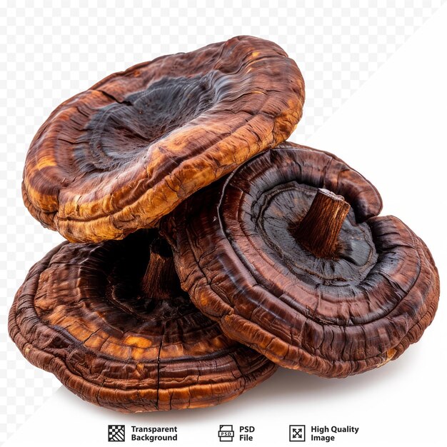 건조 된 Ganoderma Lucidum 버섯은 색 배경에 고립되어 있습니다.