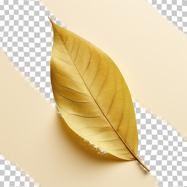 Сушеный лист манго на прозрачном фоне