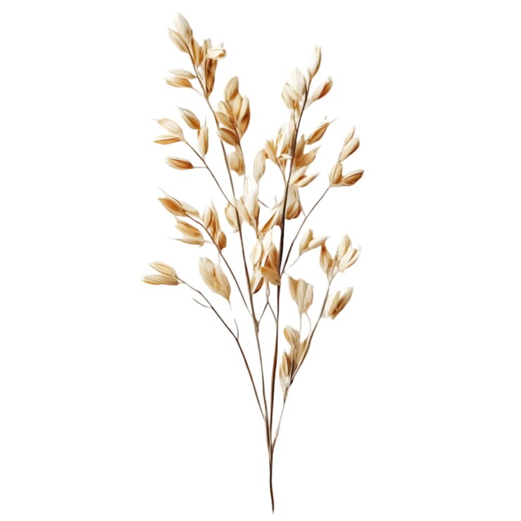PSD dried oat grass decor