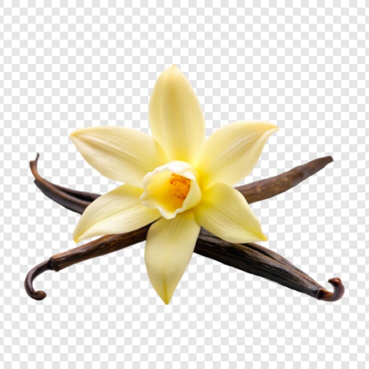 PSD 乾燥したベニラオルキディアの花を透明な背景に分離した png