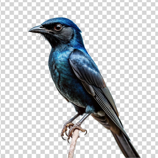 PSD drongo isolated on transparent background