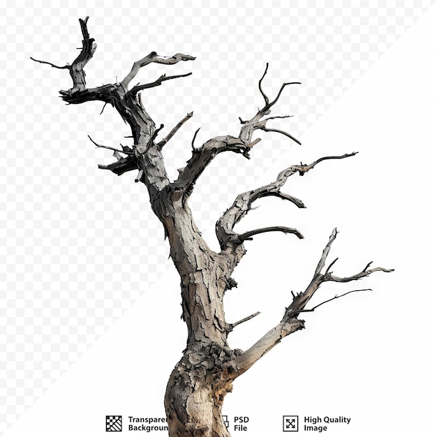 Dry branch of big dead tree with cracked dark bark stem beautiful old tree isolated on white isolated background single old and dead tree on nature alone wooden trunk forest in fall season chan