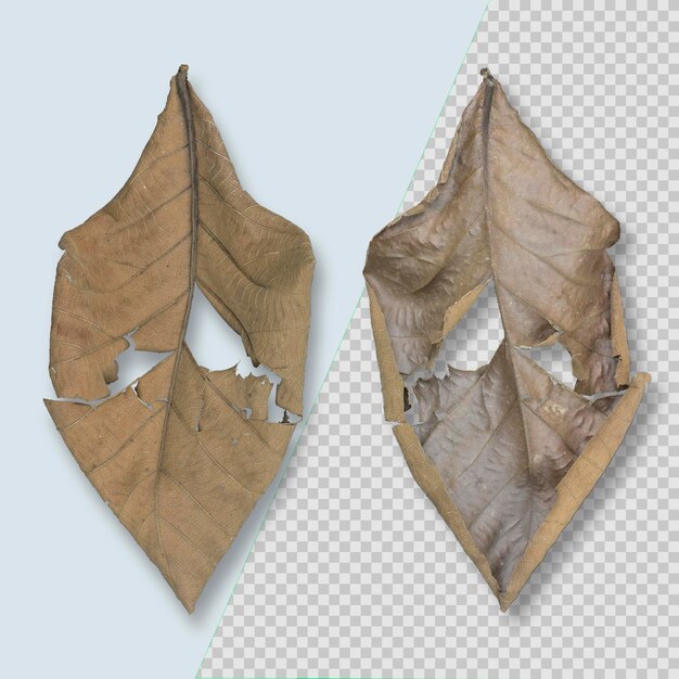 Dry brown dead leave isolated psd