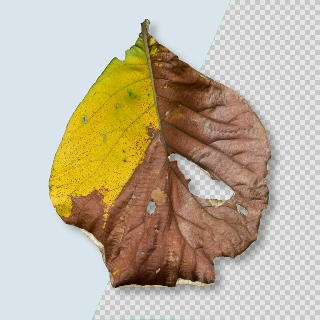 Dry brown dead leave isolated psd