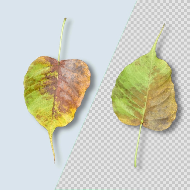 Dry dead leave isolated psd