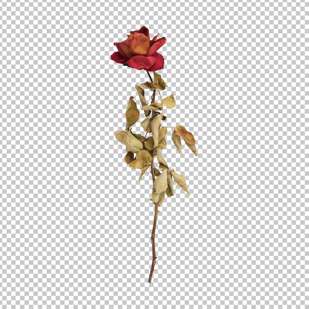 PSD dry dead rose flower stem isolated rendering