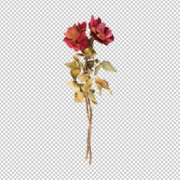 Dry dead rose flower stem isolated rendering