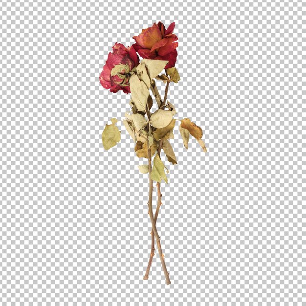 dry dead rose flower stem isolated rendering