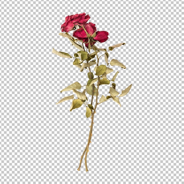 PSD dry dead rose flower stem isolated rendering