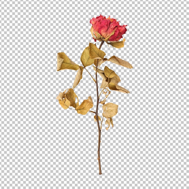 dry dead rose flower stem isolated rendering