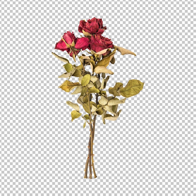 Dry dead rose flower stem isolated rendering