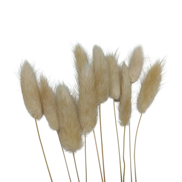 PSD 白い背景に分離された乾燥したふわふわバニーテール ラグルス花要素