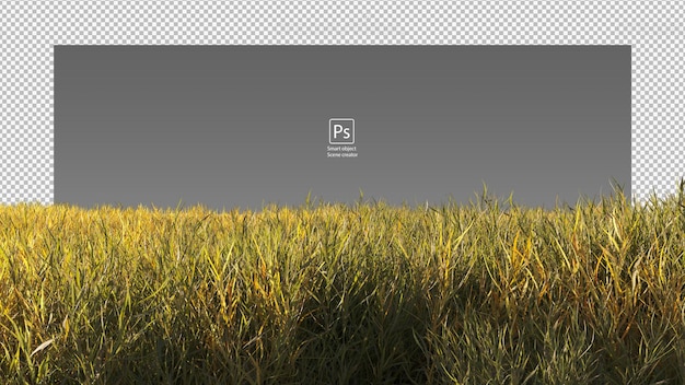 PSD dry grass field yellow and green wild grass isolated