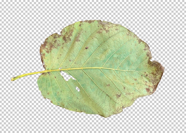 Dry leaf isolated transparency background