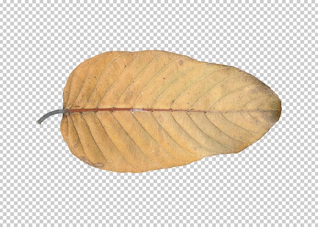 Dry leaf isolated transparency background