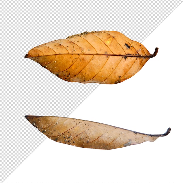 PSD 乾燥した葉の透明な背景