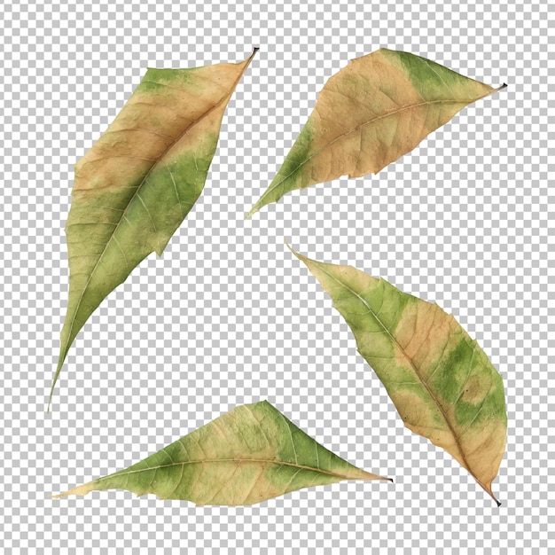 Dry neem leaves isolated rendering