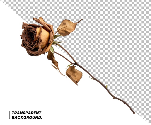 PSD dry rose transparent background