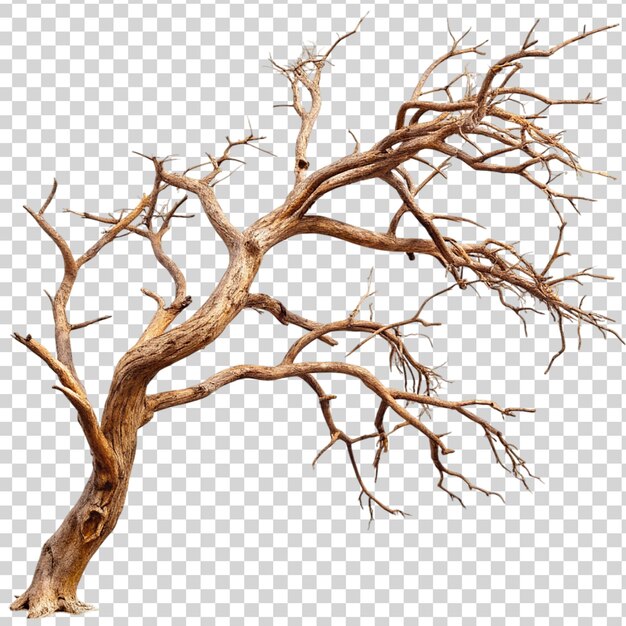 PSD dry tree branch isolated on transparent background