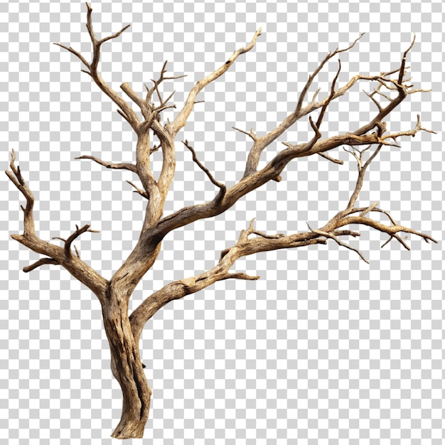 PSD dry tree branch isolated on transparent background
