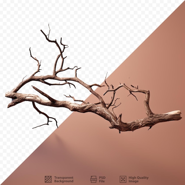 PSD dry tree branch on transparent background