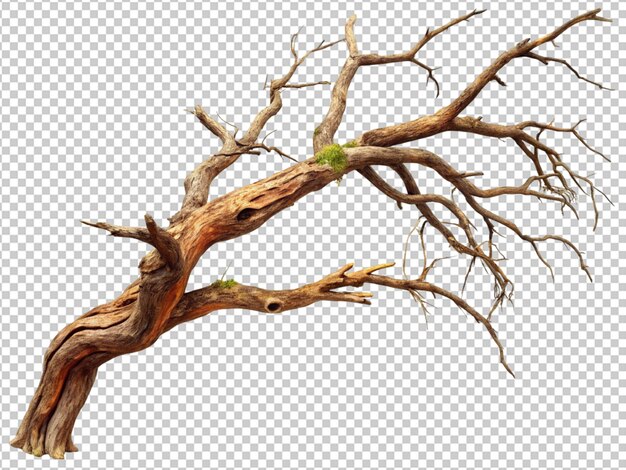 PSD a dry tree branch