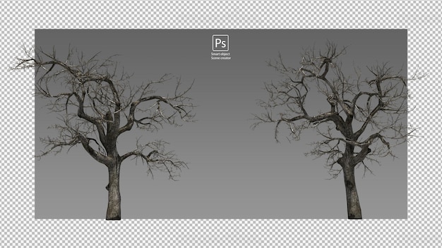 PSD dry tree branches dry tree isolated