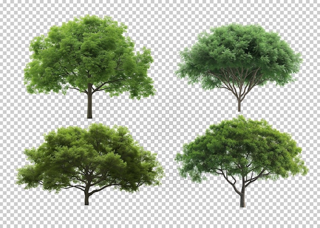 Drzewa Izolowane Tło Przezroczyste