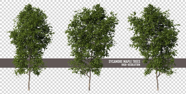 PSD drzewa klonowe na przezroczystym tle