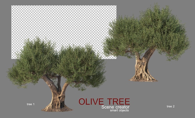 PSD drzewa oliwne o różnych kształtach