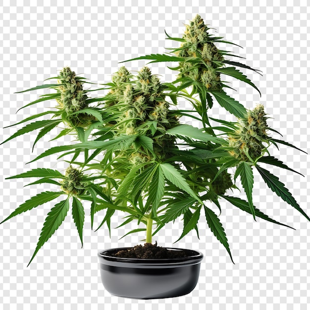 Drzewo I Liście Medycznej Marihuany Izolowane Na Przezroczystym Tle