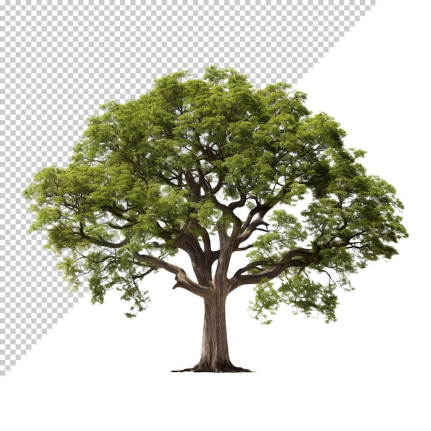 Drzewo Izolowane Na Przezroczystym Tle