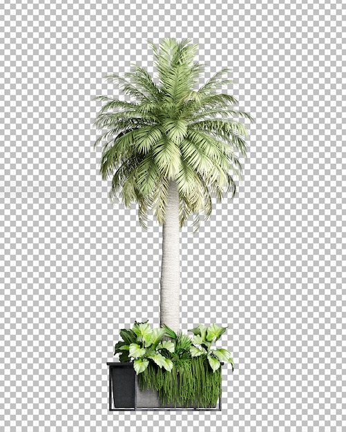 Drzewo kokosowe w renderowaniu 3d na białym tle