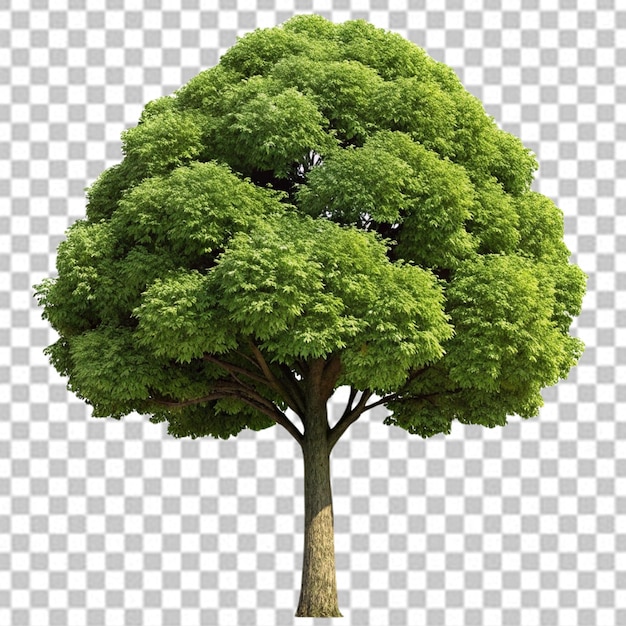 PSD drzewo odizolowane na białym tle